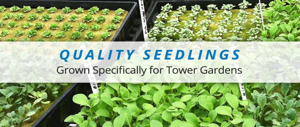 vendors for tower garden seedlings