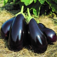 SQUARE-Eggplant-e1559073156876