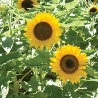 sunflower bigsmile