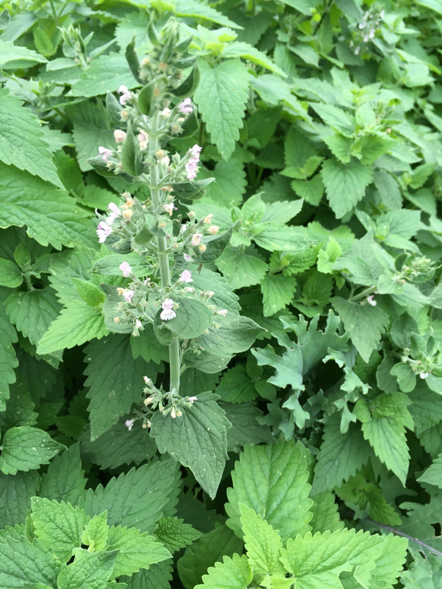 Catnip ATL Urban Farms