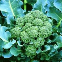 SQUARE - Summer broccoli