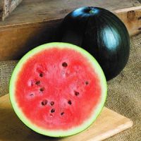 SQUARE - Watermelon