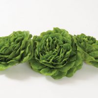 salanova green butter head lettuce