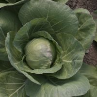 mini green cabbage