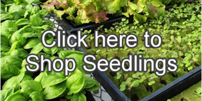 Shop Tower Garden Seedlings!