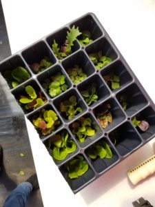 Example of tray with seedlings ready to ship